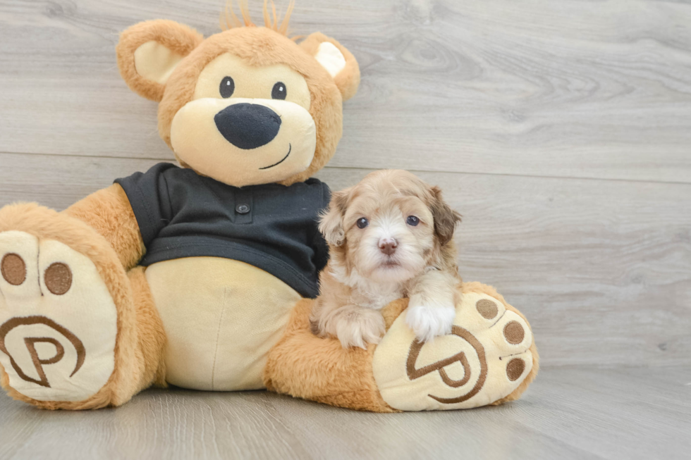 Funny Shih Poo Poodle Mix Pup