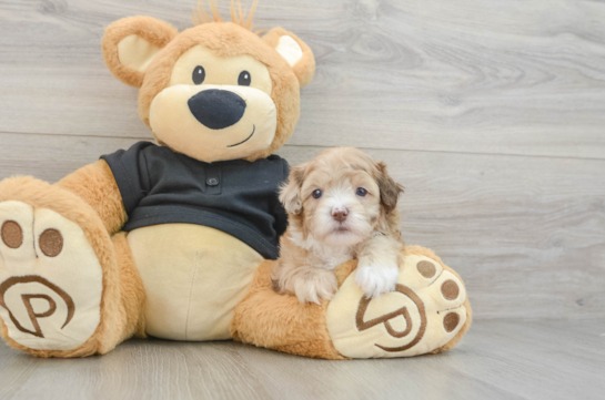 Funny Shih Poo Poodle Mix Pup