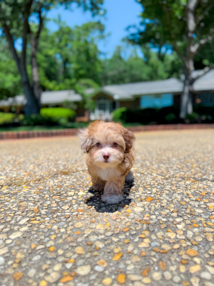 Shih Poo Pup Being Cute