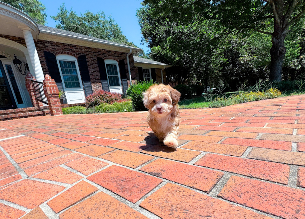 Shih Poo Pup Being Cute