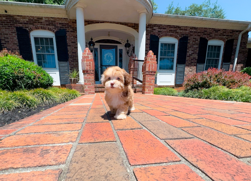 Cute Shih Poo Baby