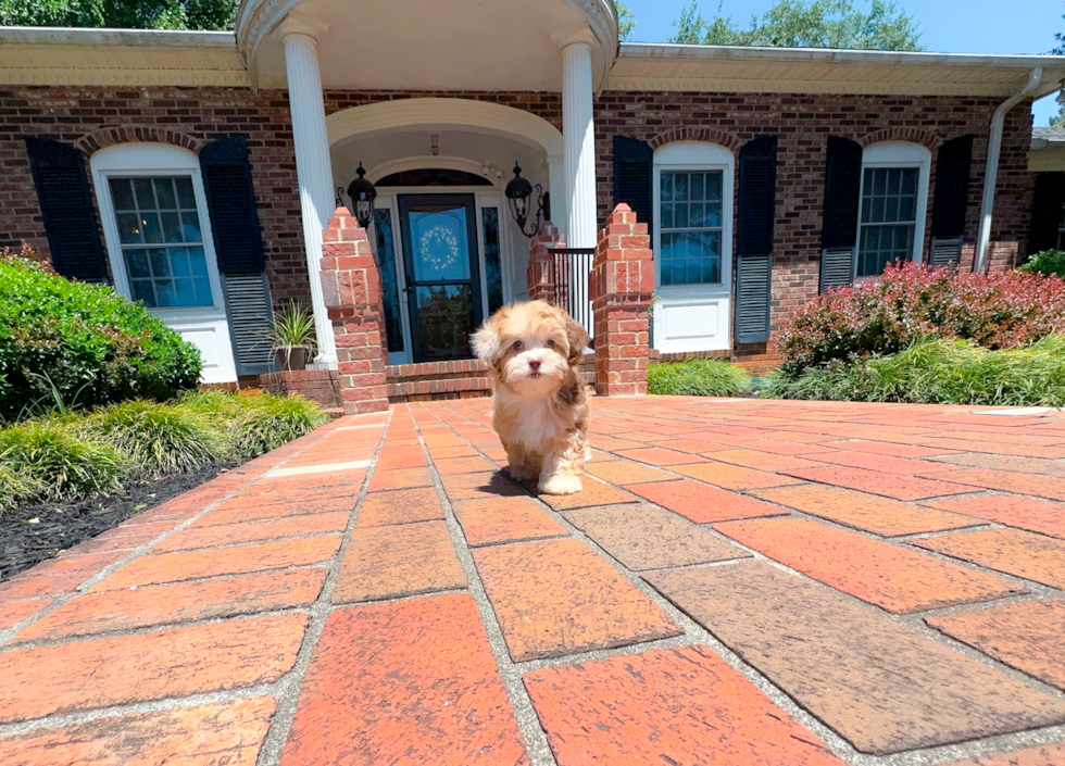 Best Shih Poo Baby