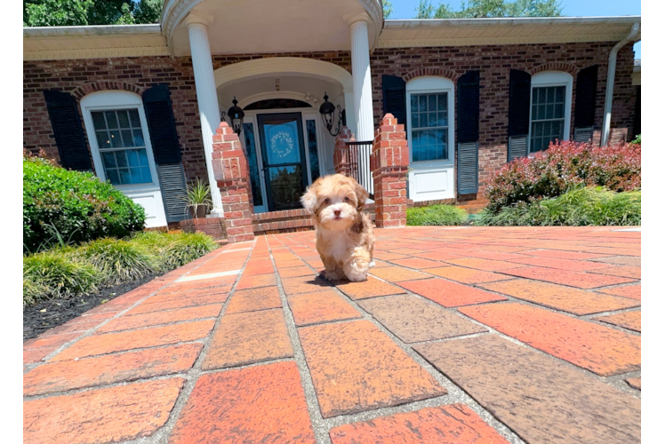 Cute Shih Poo Baby