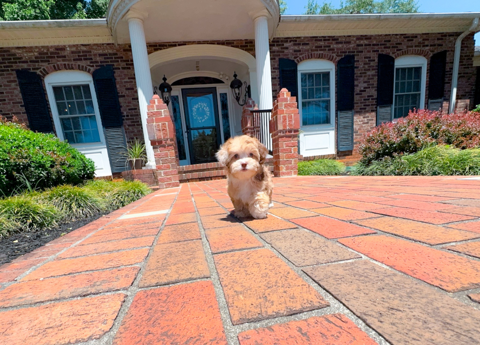 Cute Shih Poo Baby