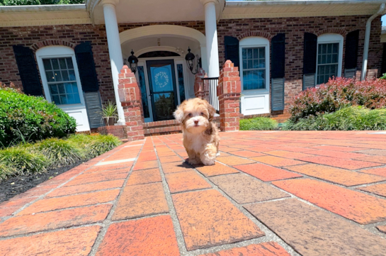 Cute Shih Poo Baby