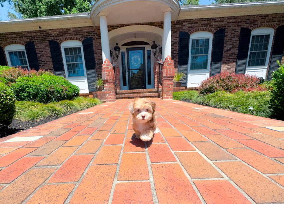 Cute Shoodle Poodle Mix Puppy