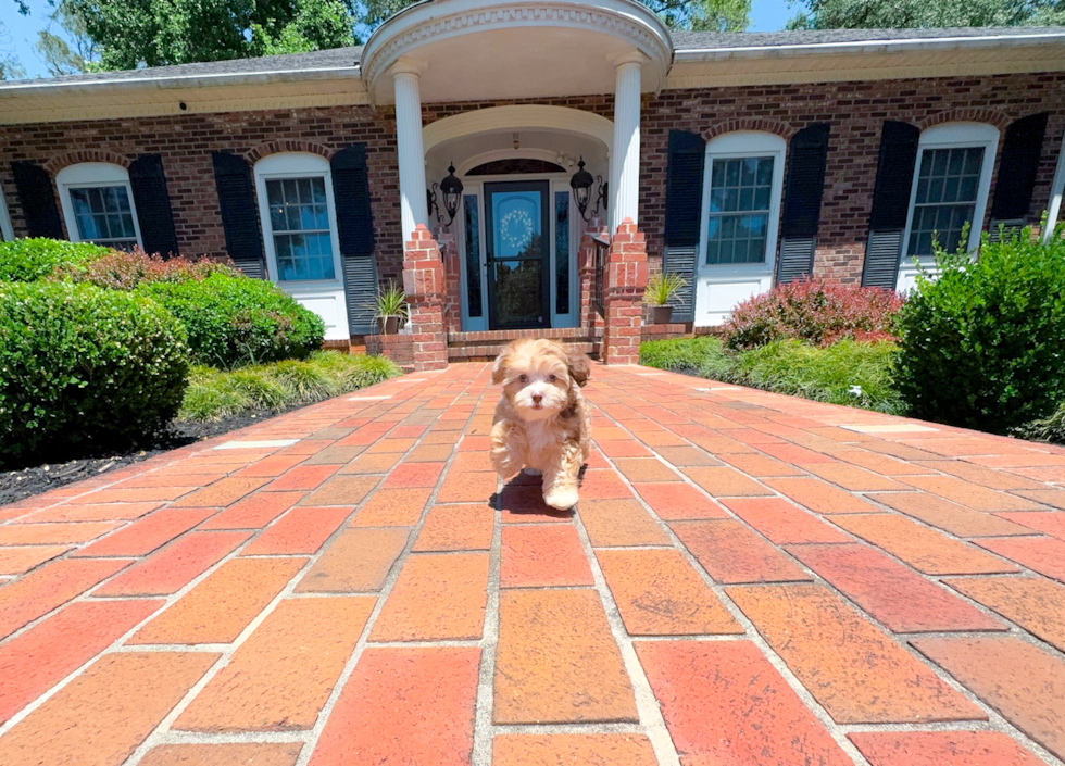 Cute Shoodle Poodle Mix Puppy