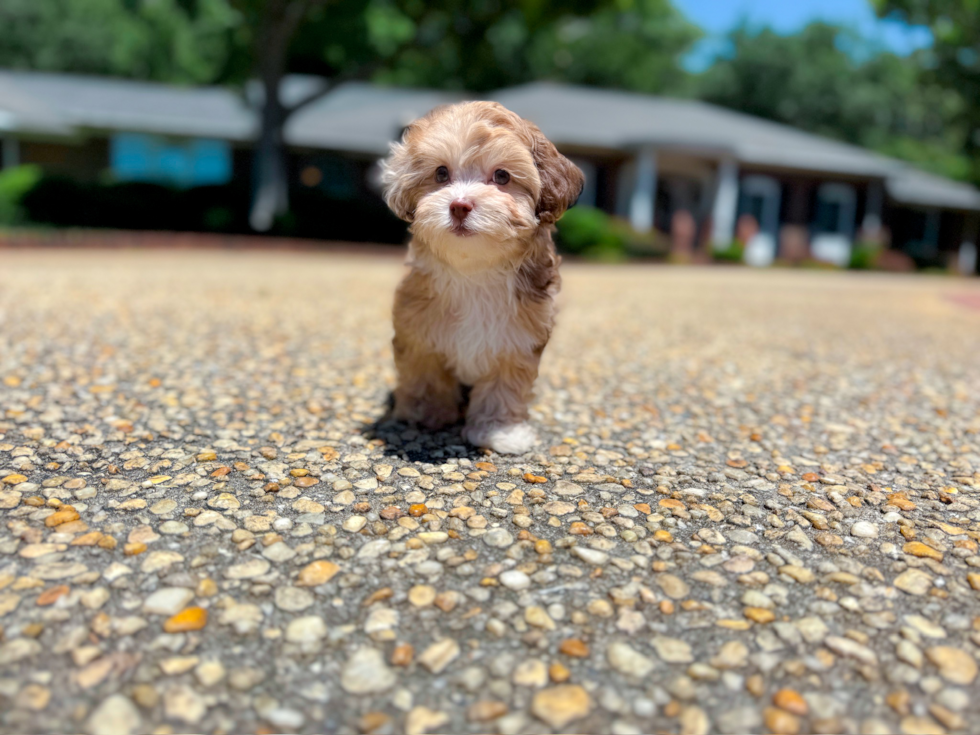 Best Shih Poo Baby