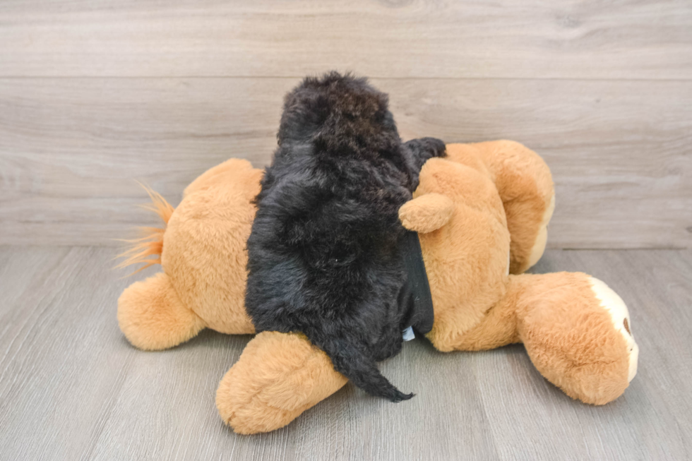 Shih Poo Pup Being Cute