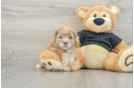 Energetic Shih Poo Poodle Mix Puppy