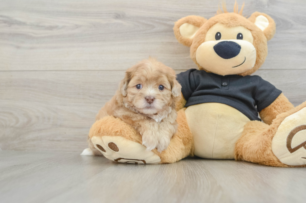 Energetic Shih Poo Poodle Mix Puppy