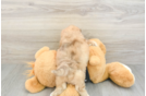 Shih Poo Puppy for Adoption