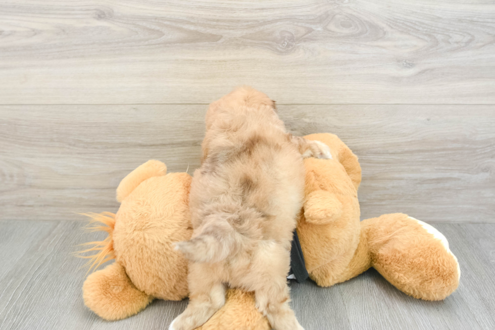 Shih Poo Puppy for Adoption