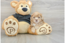 Hypoallergenic Shih Poo Poodle Mix Puppy