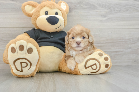 Hypoallergenic Shih Poo Poodle Mix Puppy