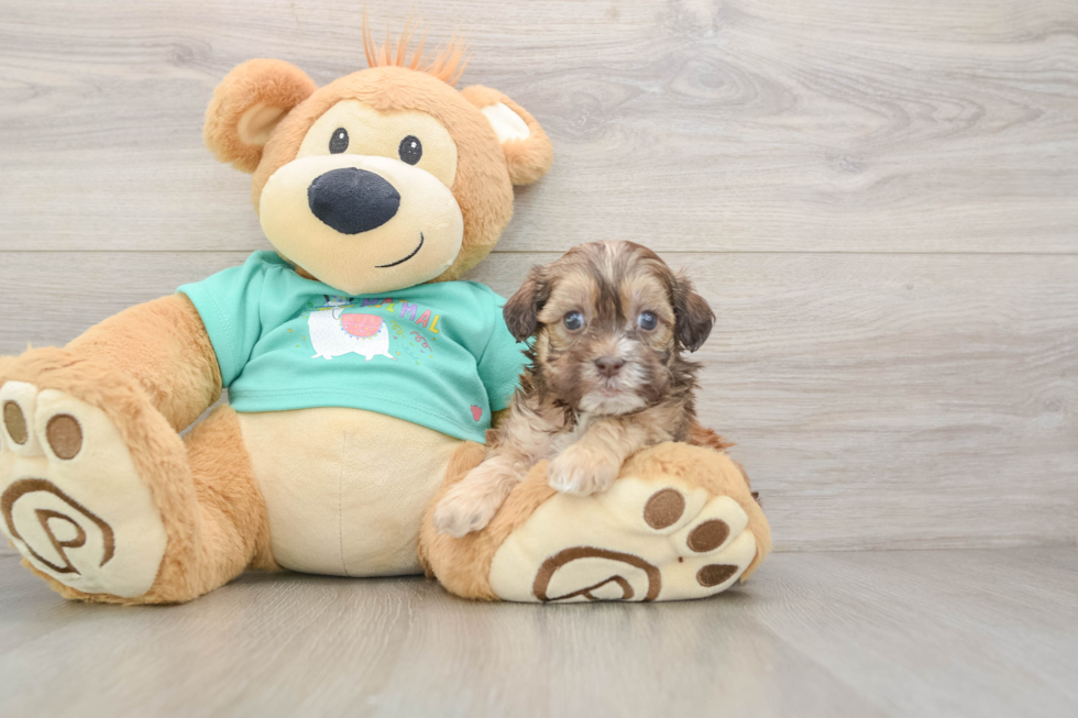 Playful Shihpoo Poodle Mix Puppy