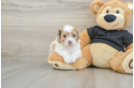 Shih Poo Puppy for Adoption