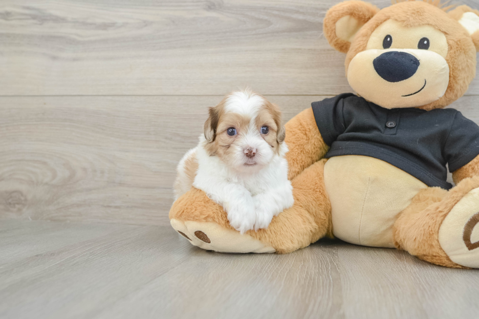 Shih Poo Puppy for Adoption