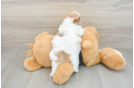Best Shih Poo Baby