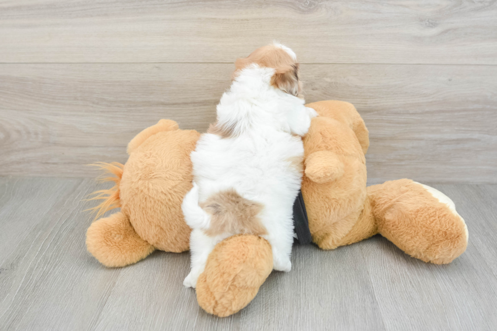 Best Shih Poo Baby