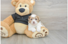 Hypoallergenic Shihpoo Poodle Mix Puppy