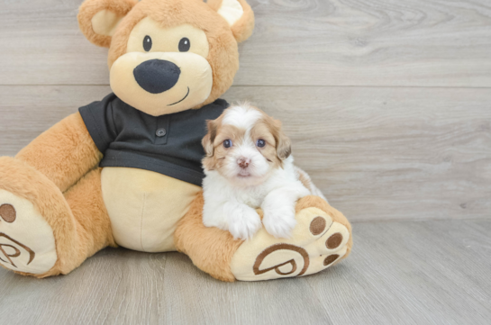 Hypoallergenic Shihpoo Poodle Mix Puppy