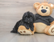 5 week old Shih Poo Puppy For Sale - Simply Southern Pups