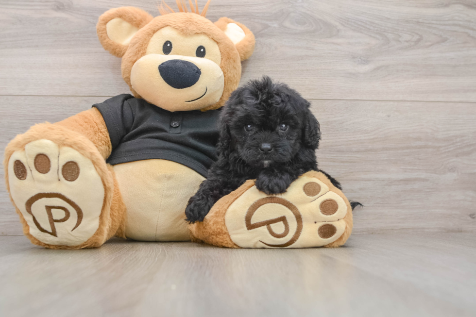 Shih Poo Puppy for Adoption