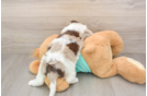 Best Shih Poo Baby