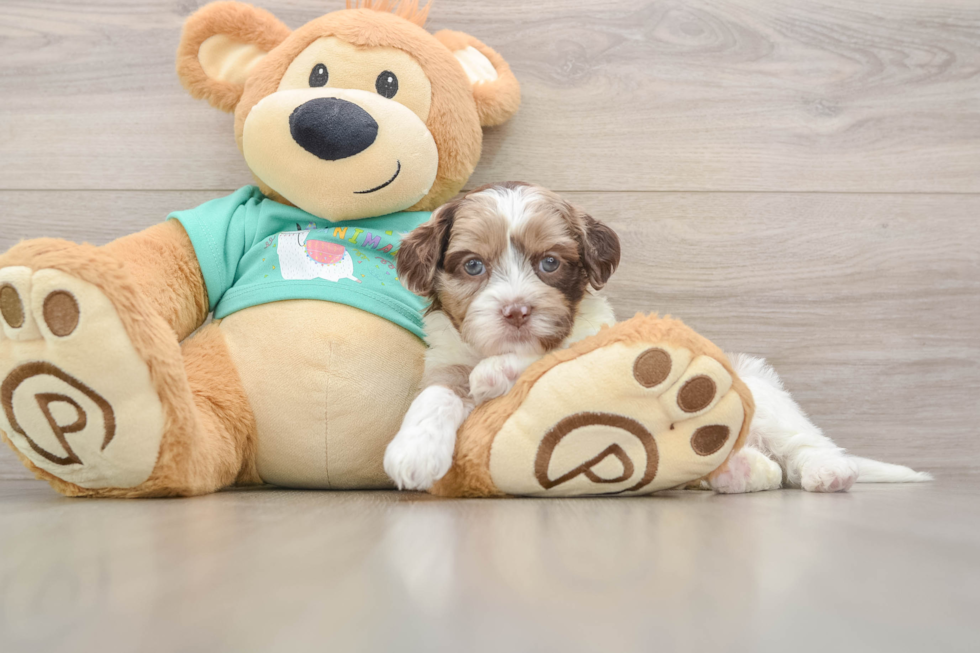 Little Shih Poo Poodle Mix Puppy