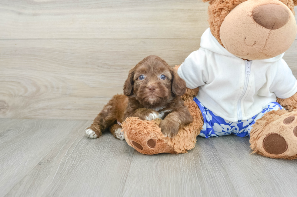 6 week old Shih Poo Puppy For Sale - Simply Southern Pups