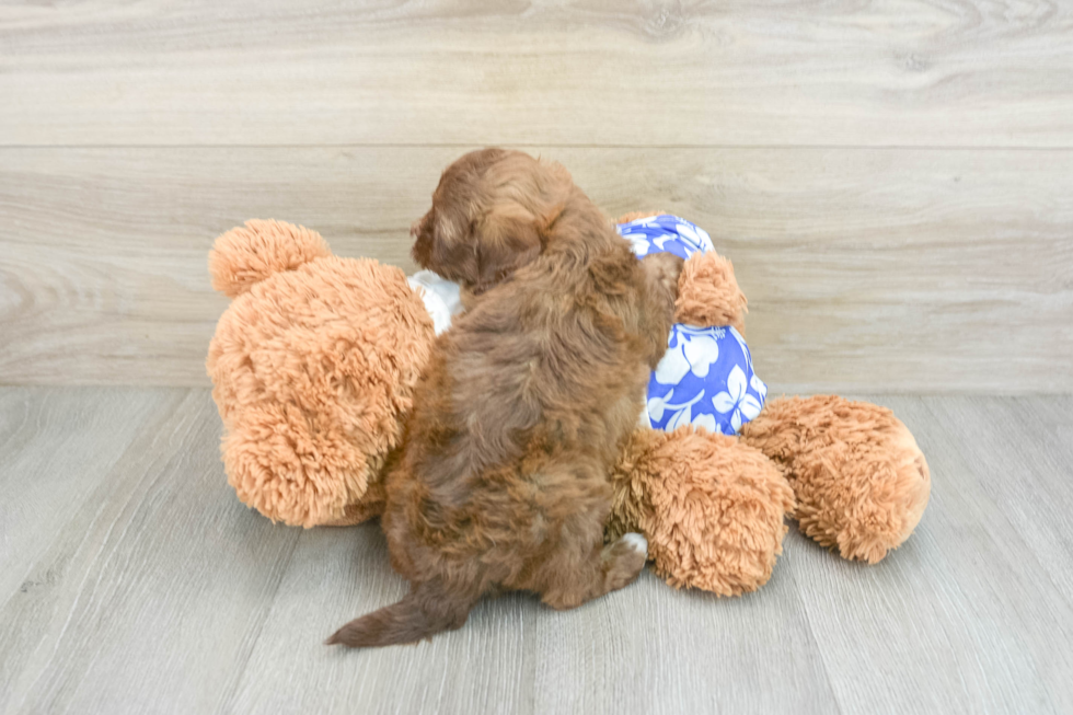 Shih Poo Puppy for Adoption