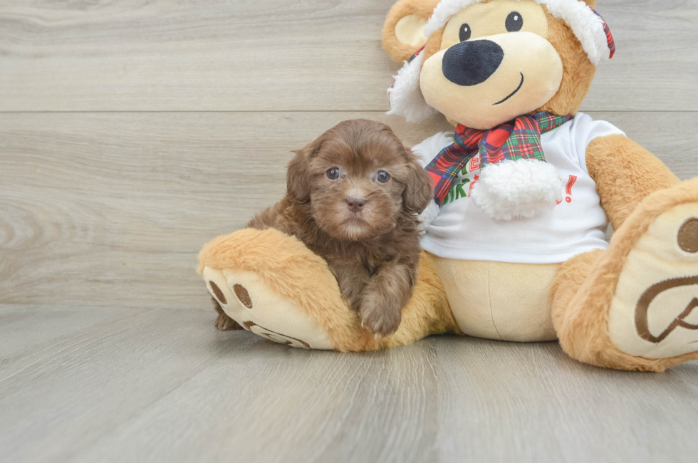 6 week old Shih Poo Puppy For Sale - Simply Southern Pups