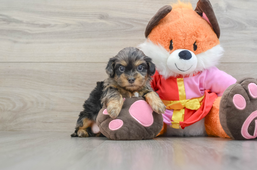 5 week old Shih Poo Puppy For Sale - Simply Southern Pups