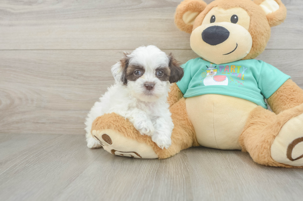 5 week old Shih Poo Puppy For Sale - Simply Southern Pups