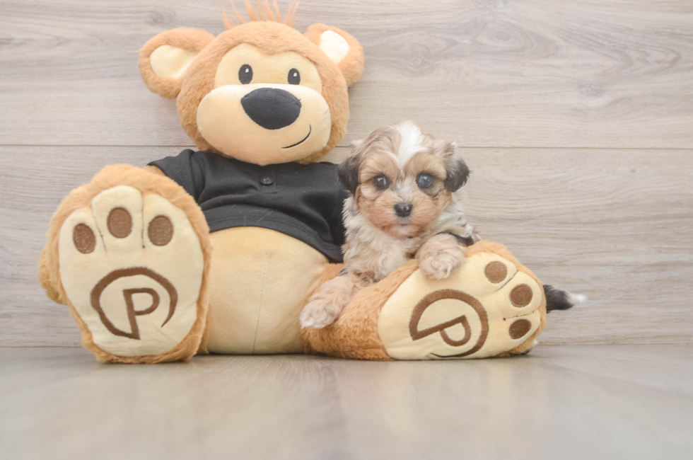 5 week old Shih Poo Puppy For Sale - Simply Southern Pups