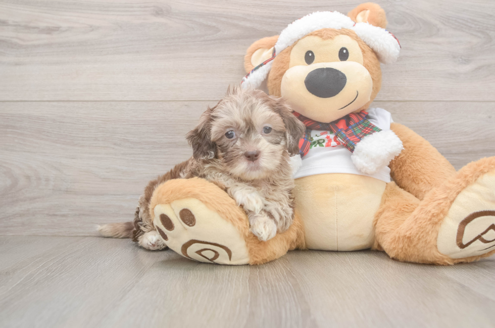 5 week old Shih Poo Puppy For Sale - Simply Southern Pups