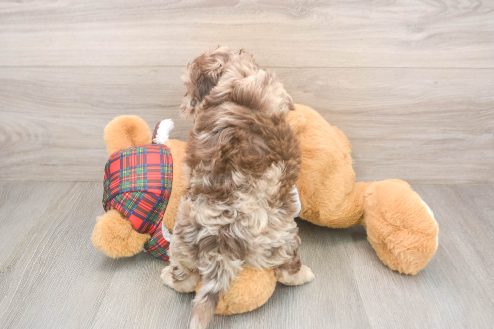 Shih Poo Pup Being Cute