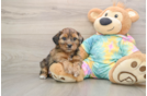 Shih Poo Pup Being Cute