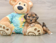 5 week old Shih Poo Puppy For Sale - Simply Southern Pups