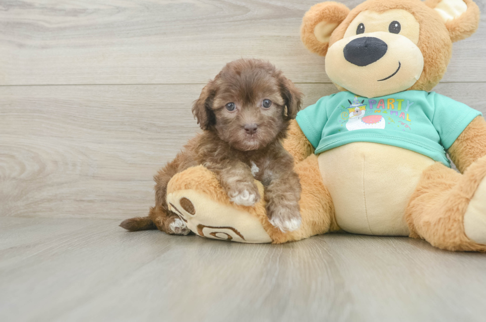 5 week old Shih Poo Puppy For Sale - Simply Southern Pups