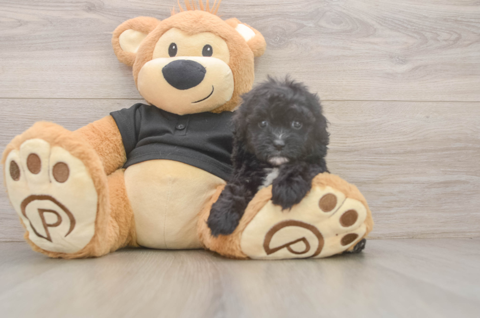 5 week old Shih Poo Puppy For Sale - Simply Southern Pups