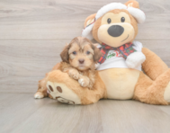 5 week old Shih Poo Puppy For Sale - Simply Southern Pups