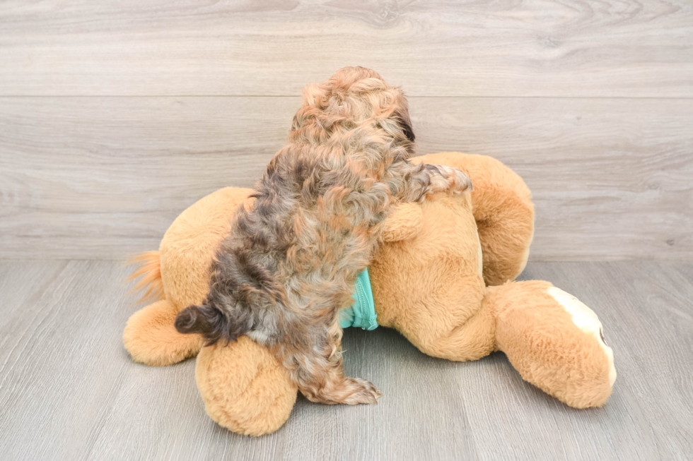 Adorable Shihpoo Poodle Mix Puppy