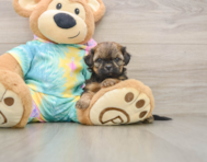 5 week old Shih Poo Puppy For Sale - Simply Southern Pups