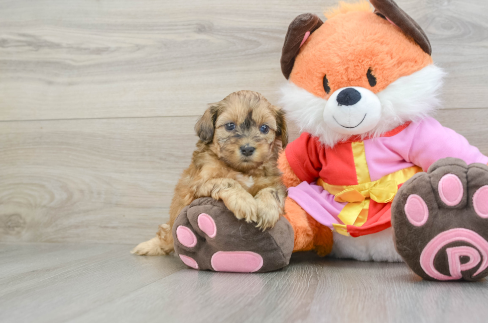 5 week old Shih Poo Puppy For Sale - Simply Southern Pups