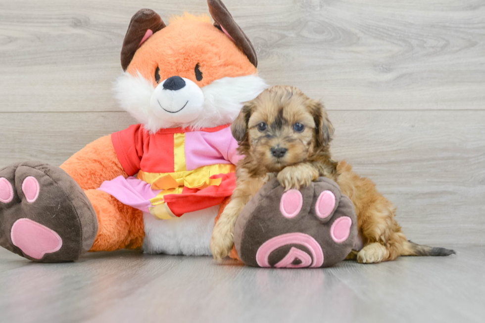 Smart Shih Poo Poodle Mix Pup