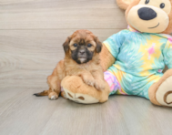 5 week old Shih Poo Puppy For Sale - Simply Southern Pups
