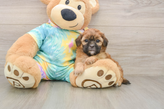 Shih Poo Puppy for Adoption