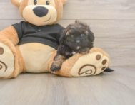 6 week old Shih Poo Puppy For Sale - Simply Southern Pups